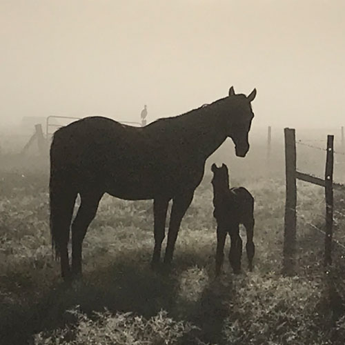 image of a horse and foal